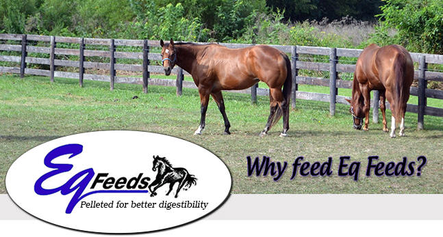 Why Feed Eq Feeds?